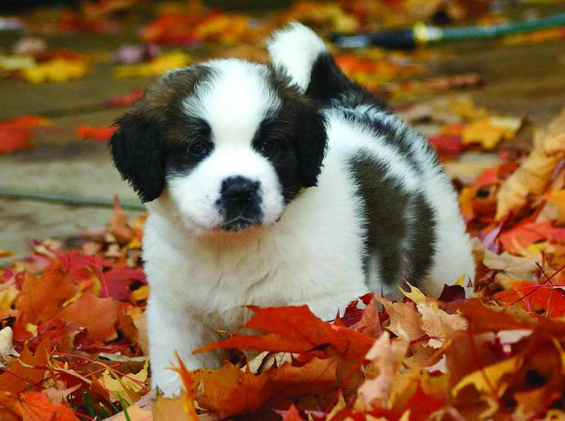 Puppy