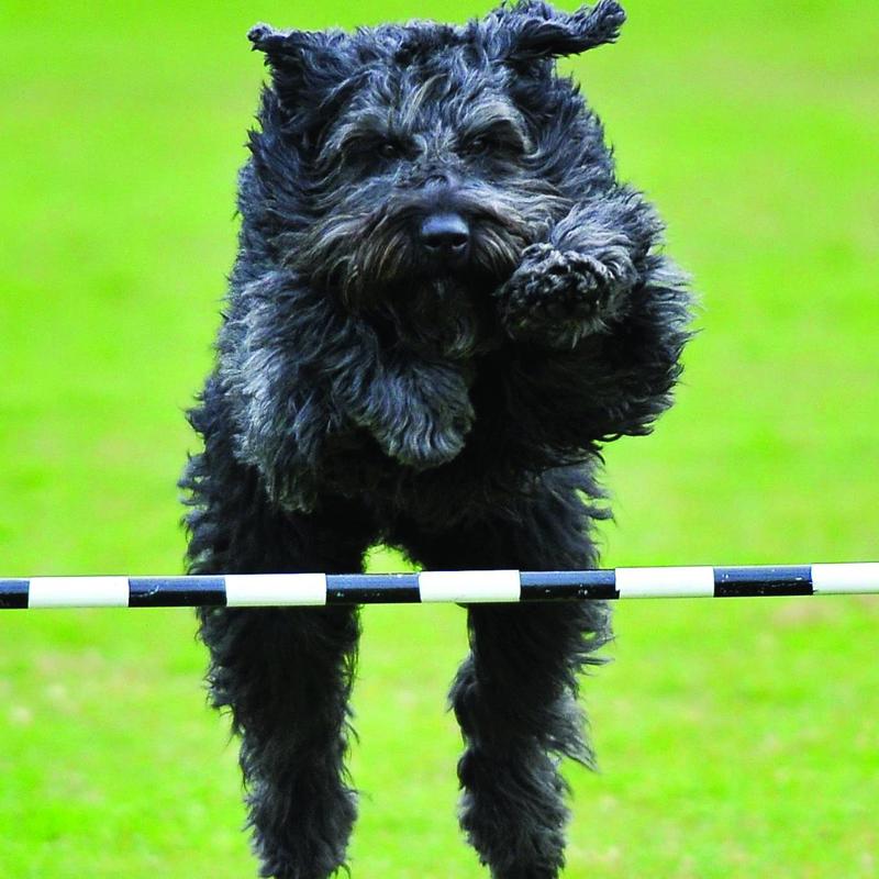 Submitted by Poppy Maclean. Badger Photography