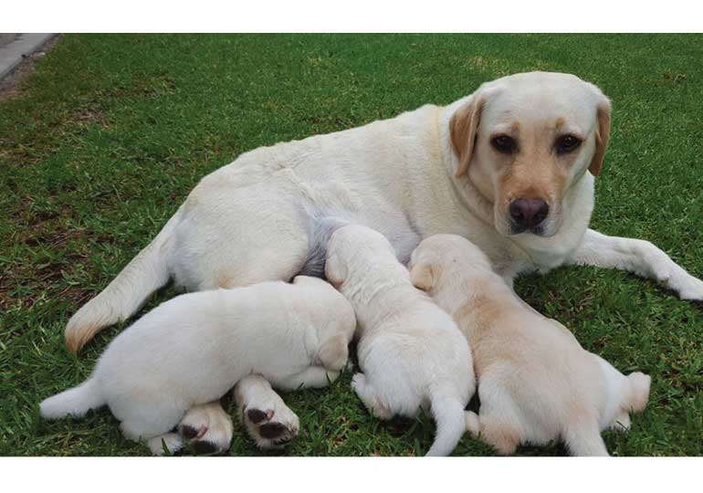 Breeder Gallery Large Image