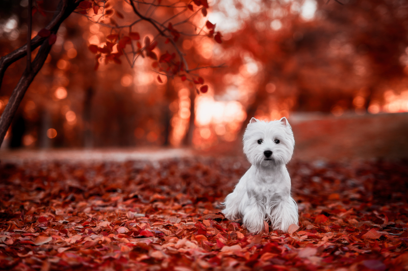 shutterstock_1125453611