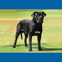 cane_corso