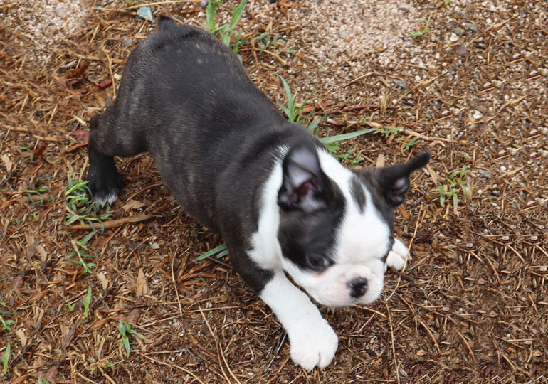 Breeder Gallery Large Image