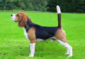 beagle