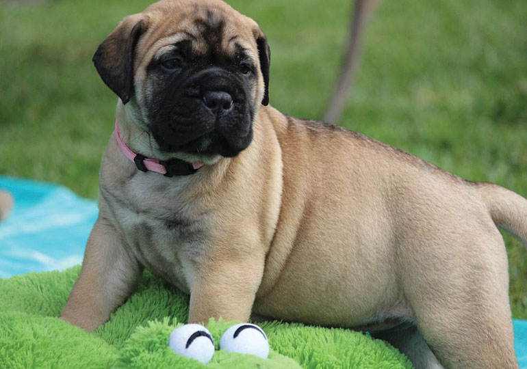 Breeder Gallery Large Image