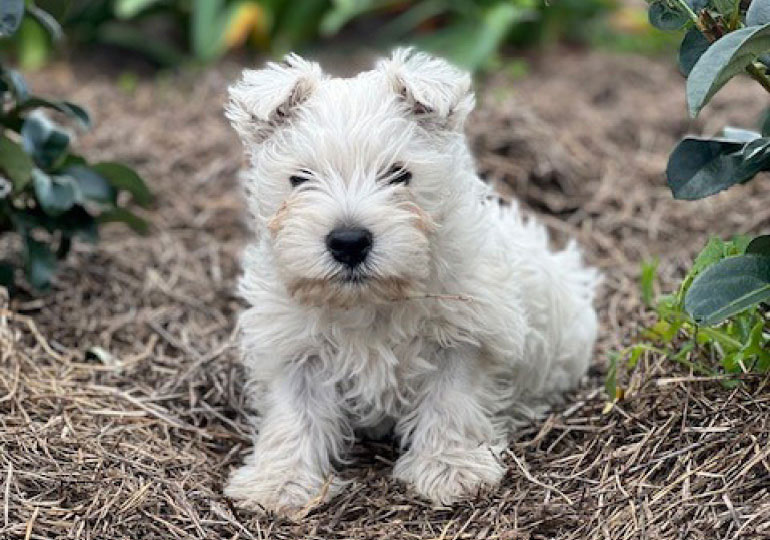 Breeder Gallery Large Image