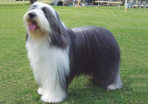 bearded_collie