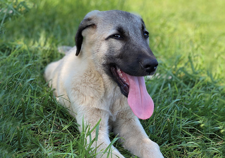 Breeder Gallery Large Image