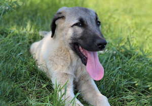 Breeder - Dr Murat Ogut