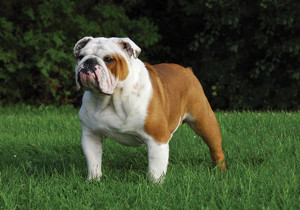 british_bulldog