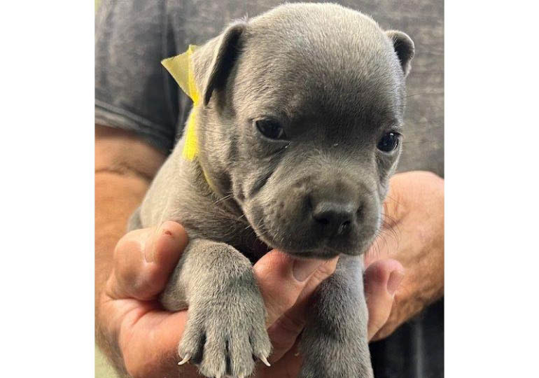 Breeder Gallery Large Image