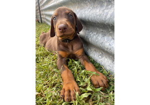 Breeder - Mrs Hannah Porter