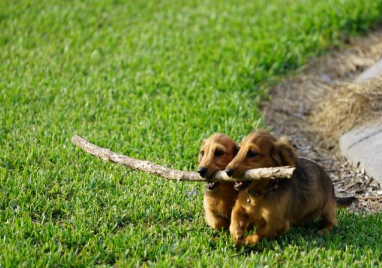 Breeder - Miss Karen Smith