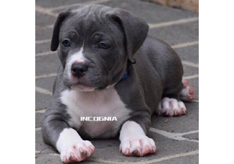 Breeder - Mr Giuseppe Joe Coglitore