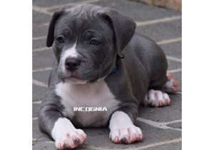 Breeder - Mr Giuseppe Joe Coglitore