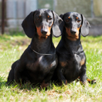 shutterstock_450310048 - Copy