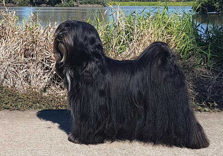 tibetan_terrier