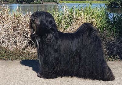 tibetan_terrier