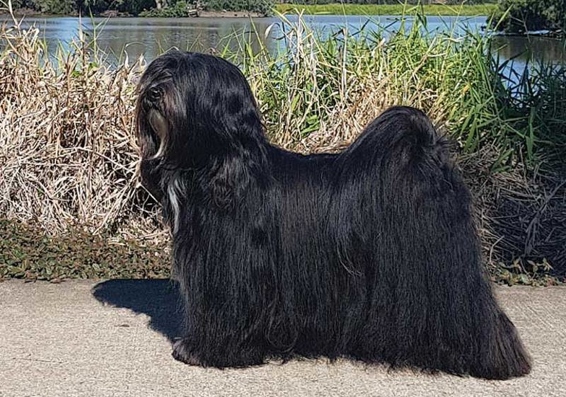 Breed Standard - Tibetan Terrier
