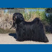 tibetan_terrier