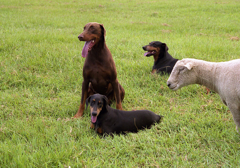 Breeder Gallery Large Image