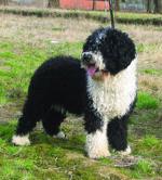 Spanish Water Dog