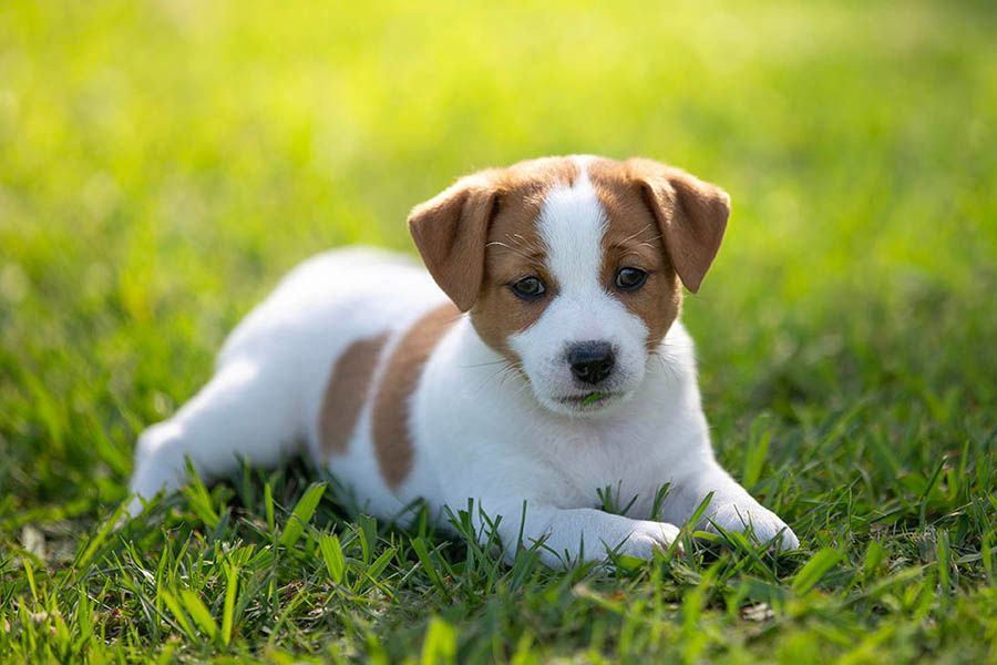 Breeder Gallery Large Image