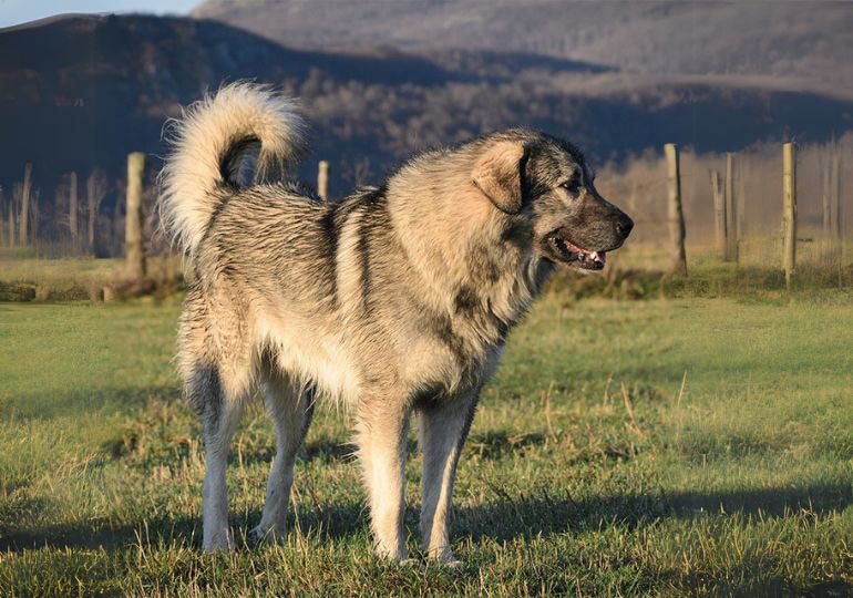 yugoslavian_shepherd_dog_sharplanina