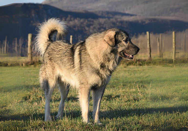 Breed Standard - Yugoslavian Shepherd Dog Sharplanina