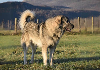yugoslavian_shepherd_dog_sharplanina
