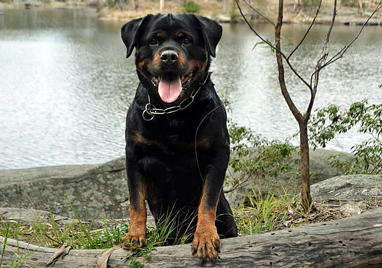 Breeder Gallery Large Image
