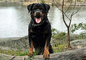 Breeder - Mr Miroslav Horvat