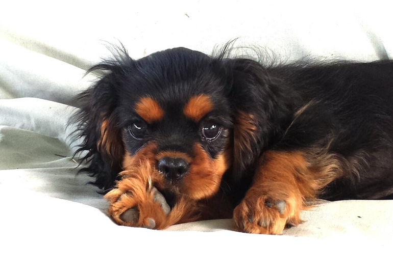 Breeder - Ms Christine Darwen