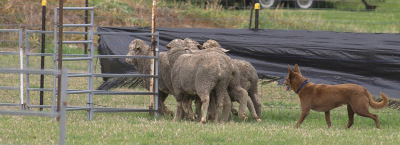 herding