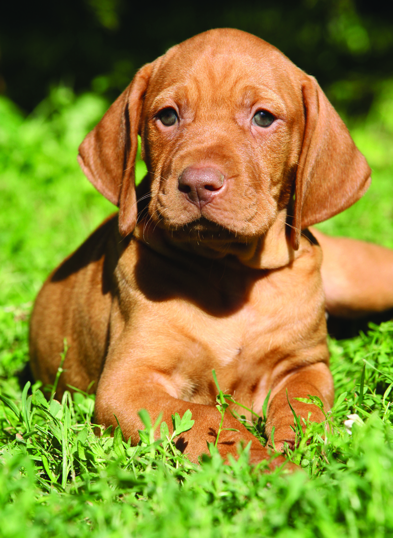 stock-photo-hungarian-short-haired-pointing-dog-puppy-lying-in-the-garden-149286470 1