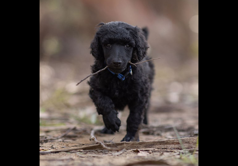Breeder Gallery Large Image