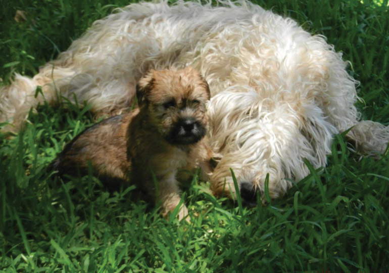 Breeder Gallery Large Image