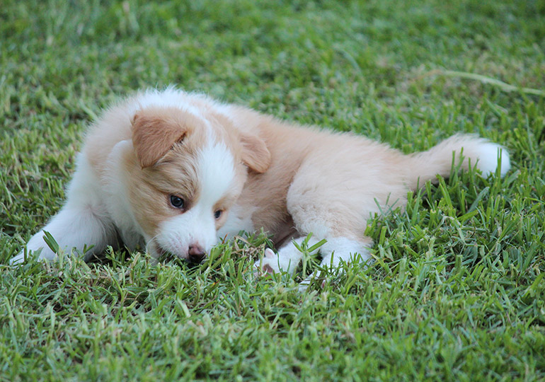 Breeder Gallery Large Image