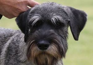 Breeder - Mr Glen Knight