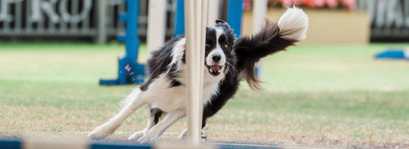 agility2