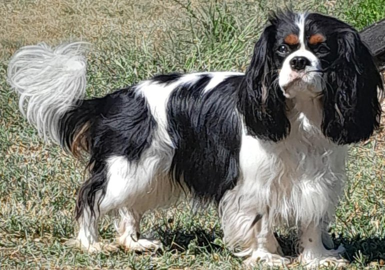 Breeder - Ms Katherine MURRAY