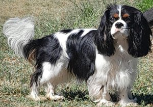 Breeder - Ms Katherine MURRAY