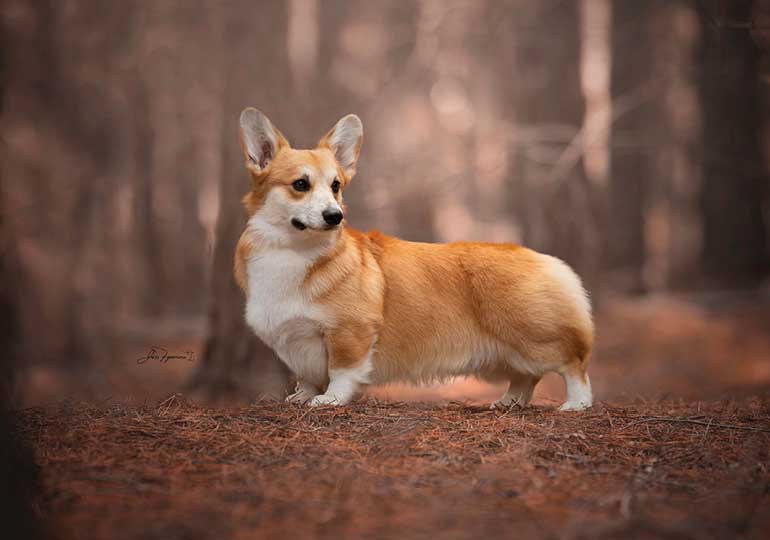Breeder Gallery Large Image