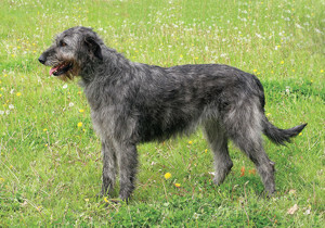 irish_wolfhound