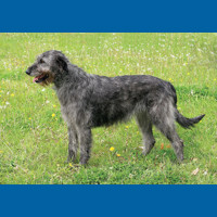 irish_wolfhound