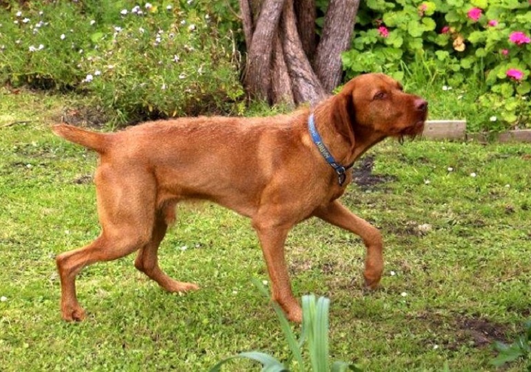 Breeder Gallery Large Image