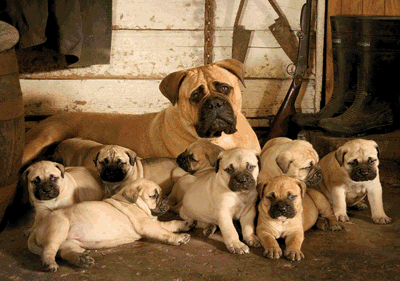 bullmastiff