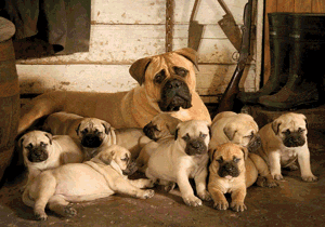 bullmastiff