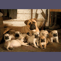 bullmastiff