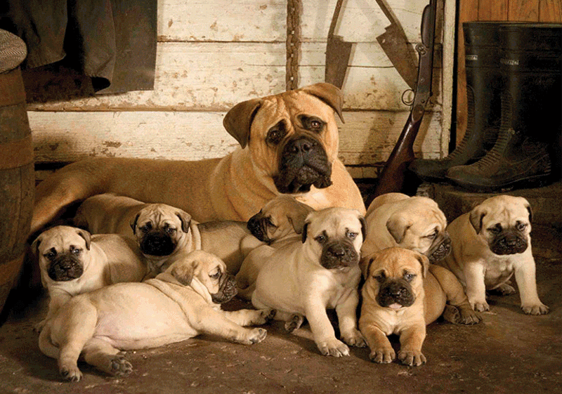 Breed Standard - Bullmastiff