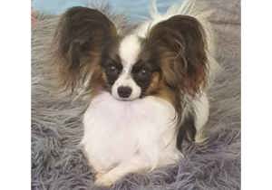 Breeder - Ms Corinne O'Connell